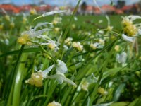 Allium paradoxum 8, Armbloemig look, Saxifraga-Ed Stikvoort