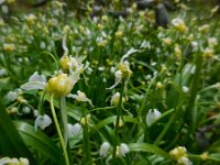 Allium paradoxum 9, Armbloemig look, Saxifraga-Ed Stikvoort
