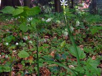 Allium pendulinum