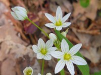 Allium pendulinum 2, Hangende look, Saxifraga-Ed Stikvoort