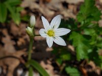 Allium pendulinum 5, Hangende look, Saxifraga-Ed Stikvoort