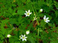 Allium pendulinum 8, Hangende look, Saxifraga-Ed Stikvoort
