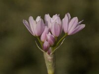 Allium roseum 12, Roze look, Saxifraga-Willem van Kruijsbergen