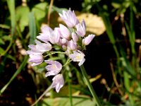 Allium roseum 15, Roze look, Saxifraga- Peter Meininger