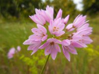 Allium roseum 17, Roze look, Saxifraga-Ed Stikvoort