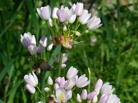 Allium roseum 22, Roze look, Saxifraga-Ed Stikvoort