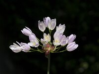 Allium roseum 24, Roze look, Saxifraga-Willem van Kruijsbergen