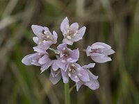 Allium roseum 26, Roze look, Saxifraga-Willem van Kruijsbergen
