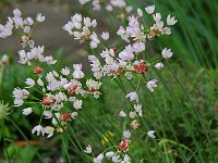 Allium roseum 3, Roze look, Saxifraga-Willem van Kruijsbergen