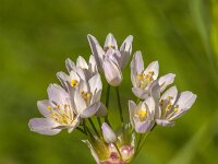 Allium roseum 31, Roze look, Saxifraga-Jan van der Straaten