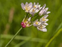 Allium roseum 32, Roze look, Saxifraga-Jan van der Straaten