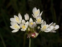 Allium roseum 4, Roze look, Saxifraga-Willem van Kruijsbergen