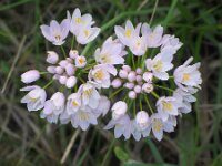 Allium roseum 9, Roze look, Saxifraga-Jasenka Topic