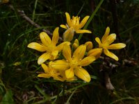 Allium scorzonerifolium 1, Saxifraga-Ed Stikvoort
