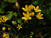 Allium scorzonerifolium 4, Saxifraga-Ed Stikvoort