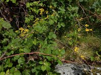 Allium scorzonerifolium 5, Saxifraga-Ed Stikvoort