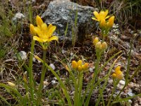 Allium scorzonerifolium 6, Saxifraga-Ed Stikvoort