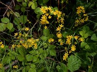 Allium scorzonerifolium 7, Saxifraga-Ed Stikvoort