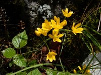 Allium scorzonerifolium 8, Saxifraga-Ed Stikvoort