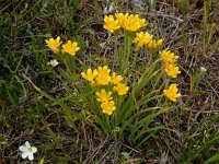 Allium scorzonerifolium 9, Saxifraga-Ed Stikvoort