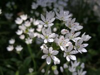 Allium subhirsutum 10, Gewimperde look, Saxifraga-Ed Stikvoort