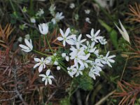 Allium subhirsutum 2, Gewimperde look, Saxifraga-Jasenka Topic