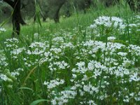Allium subhirsutum 6, Gewimperde look, Saxifraga-Ed Stikvoort