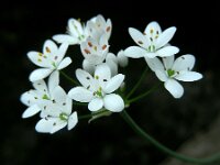 Allium subhirsutum 7, Gewimperde look, Saxifraga-Ed Stikvoort