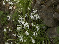 Allium triquetrum 11, Driekantig look, Saxifraga-Willem van Kruijsbergen