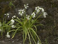 Allium triquetrum 17, Driekantig look, Saxifraga-Willem van Kruijsbergen
