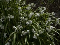Allium triquetrum 21, Driekantig look, Saxifraga-Willem van Kruijsbergen