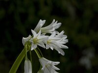 Allium triquetrum 23, Driekantig look, Saxifraga-Willem van Kruijsbergen