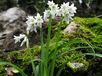 Allium triquetrum 30, Driekantig look, Saxifraga-Rutger Barendse