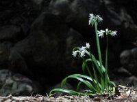 Allium triquetrum 40, Driekantig look, Saxifraga-Ed Stikvoort