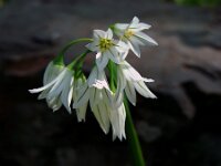 Allium triquetrum 44, Driekantig look, Saxifraga-Ed Stikvoort