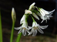 Allium triquetrum 46, Driekantig look, Saxifraga-Ed Stikvoort