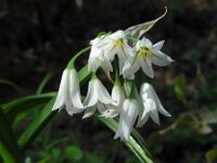 Allium triquetrum 48, Driekantig look, Saxifraga-Ed Stikvoort