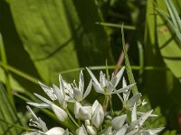 Allium ursinum 72, Daslook, Saxifraga-Jan van der Straaten