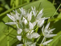 Allium ursinum 76, Daslook, Saxifraga-Jan van der Straaten