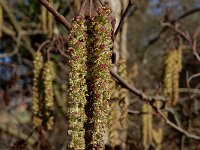 Alnus glutinosa 11, Zwarte els, Saxifraga-Ed Stikvoort