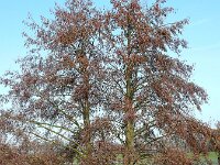 Alnus glutinosa 31, Zwarte els, Saxifraga-Ed Stikvoort