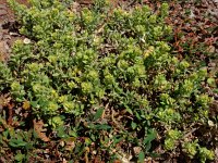 Alyssum desertorum 4, Saxifraga-Ed Stikvoort