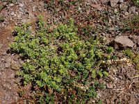 Alyssum desertorum 5, Saxifraga-Ed Stikvoort