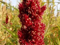 Amaranthus cruentus 7, Olifantsamarant, Saxifraga-Ed Stikvoort
