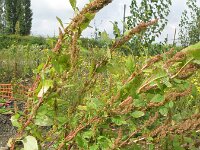 Amaranthus hybridus ssp bouchonii  7, Franse amarant, Saxifraga-Rutger Barendse
