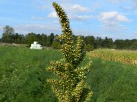 Amaranthus hybridus ssp bouchonii  8, Franse amarant, Saxifraga-Rutger Barendse