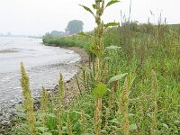 Amaranthus hybridus ssp bouchonii 30, Franse amarant, Saxifraga-Rutger Barendse