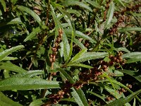 Amaranthus muricatus 6, Saxifraga-Ed Stikvoort