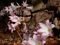 Amaryllis belladonna 1, Saxifraga-Ed Stikvoort