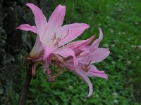 Amaryllis belladonna 2, Saxifraga-Ed Stikvoort